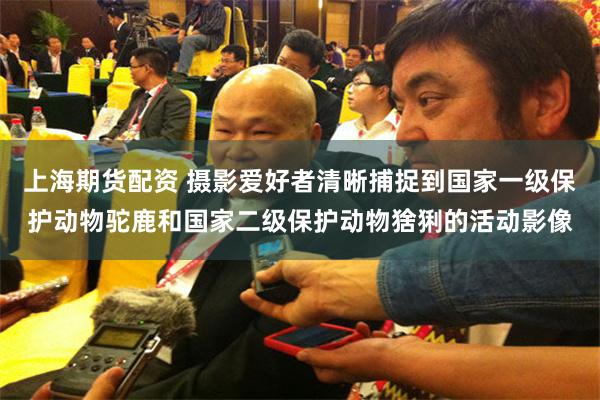 上海期货配资 摄影爱好者清晰捕捉到国家一级保护动物驼鹿和国家二级保护动物猞猁的活动影像