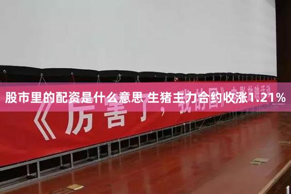 股市里的配资是什么意思 生猪主力合约收涨1.21%